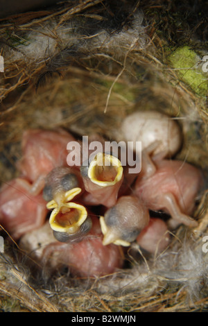 bluetit chicks in nest Parus caeruleus Stock Photo