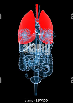 highlighted lung Stock Photo