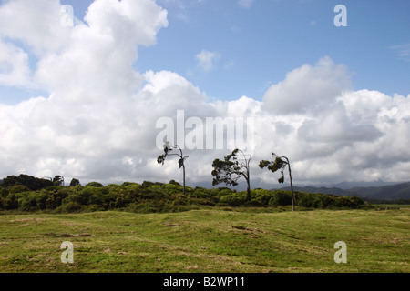 Windswept Totara trees in Karamea on the wild West Coast of the South Island, New Zealand Stock Photo