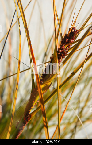 Pingao sedge plant in the sand dunes of Okarito in Westland NP, on the West Coast of the South Island, New Zealand Stock Photo