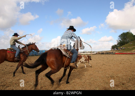 Cowboys lasso a running steer at a Rodeo held in Hamilton, on the North ...