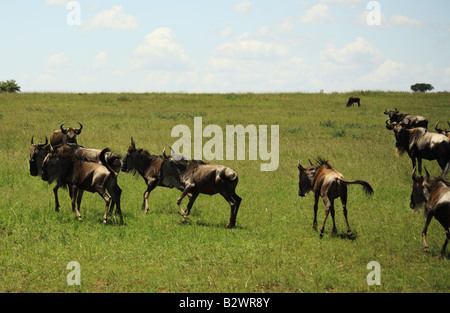 A herd of wildebeest running in Kenya Africa Stock Photo