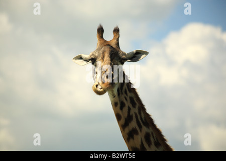 Giraffe chewing its food Kenya Africa Stock Photo