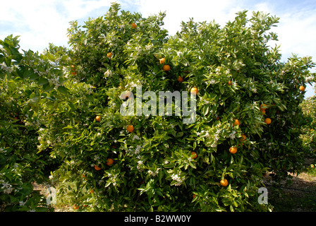 orange orchard, Javea / Xabia, Alicante Province, Comunidad Valenciana, Spain Stock Photo