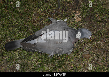 Pigeon dead on the ground Stock Photo - Alamy