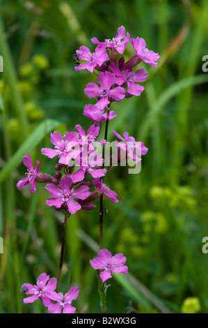 Sticky Catchfly Lychnis viscaria flowers Stock Photo