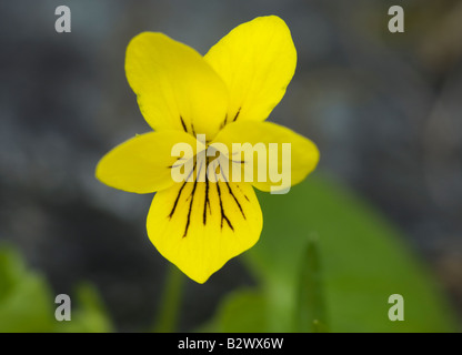 Yellow Wood Violet Viola biflora Stock Photo