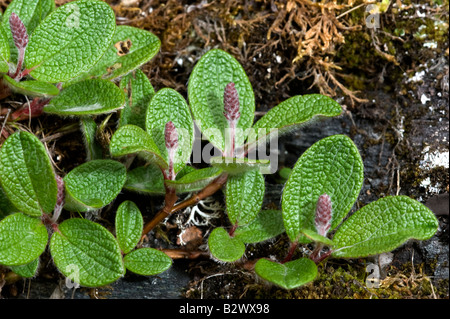 Net leafed Willow Salix reticulata with catkin Stock Photo