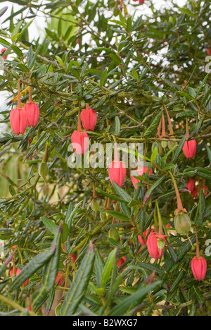Red Flowers of the Crinodendron Hookerianum or Lantern Tree in Logan Botanic Garden Dumfries and Galloway Scotland UK Stock Photo