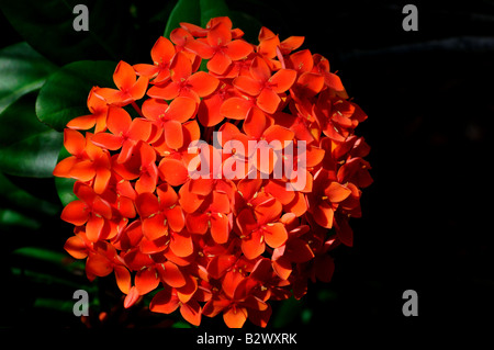 Red flower cluster of Ixora coccinea (Flame of the Woods - 'Dwarf Red') Stock Photo