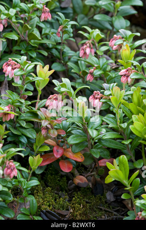 Cowberry Vaccinium vitis idaea flowers and new growth Stock Photo