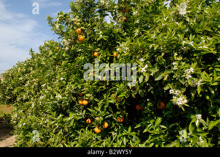 orange orchard, Javea / Xabia, Alicante Province, Comunidad Valenciana, Spain Stock Photo