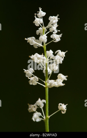 May Lily Maianthemum bifolium flower head Stock Photo