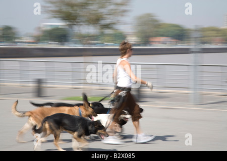 Dog Walker, Buenos Aires, Argentina Stock Photo