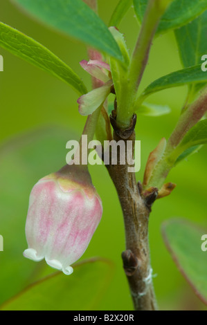 Northern Bog Bilberry Vaccinium uliginosum single flower Stock Photo