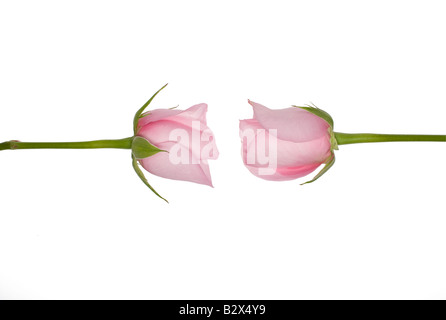 Two pink roses facing each other. Stock Photo