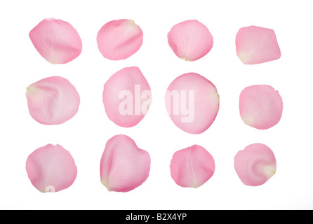 Petals of a pink rose. Stock Photo