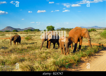 herd of African Elephant Loxodonta africana SAMBURU NATIONAL PARK KENYA Africa Stock Photo