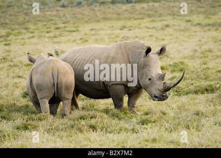 two white rhino, Ceratotherium Simum, KENYA, Africa