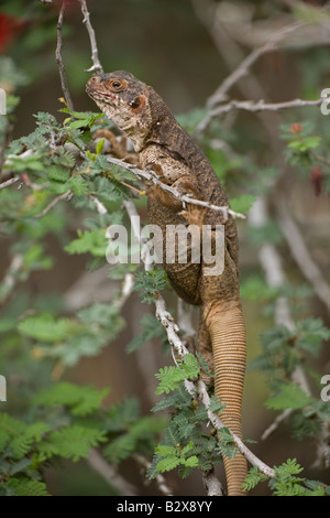 Common Chuckwalla (Sauromaulus obesus) Climbing in tree - Sonoran Desert Arizona USA Stock Photo