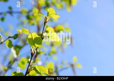 Young spring green leaves on blue sky background Stock Photo