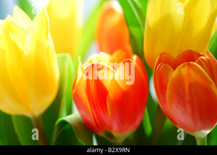 Close up on fresh tulips bouquet in warm sunlight Stock Photo