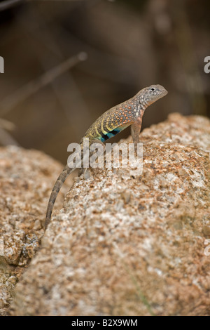 Greater Earless Lizard (Cophosaurus texanus) - male in breeding colors - Arizona USA Stock Photo