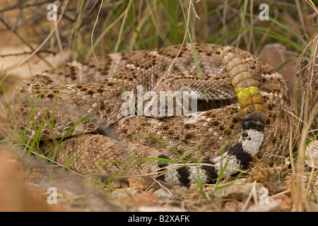 Western Diamondback Rattlesnake (Crotalus atrox)Arizona - Showing rattle painted by biologist Stock Photo