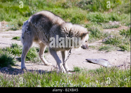 Inuit sled dog husky being fed on fish in Ilulissat on Greenland Stock Photo