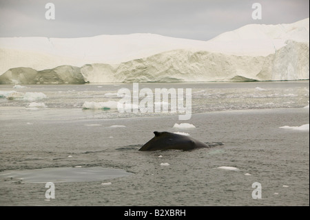 Fin Whales surfacing amongst Icebergs from the Jacobshavn glacier in Ilulissat on Greenland Stock Photo