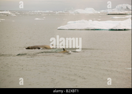 Fin Whales surfacing amongst Icebergs from the Jacobshavn glacier in Ilulissat on Greenland Stock Photo