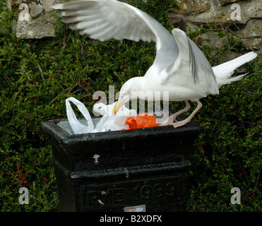 A seagull feeding on rubbish from a bin Stock Photo