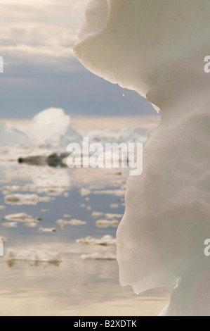 Icebergs from the Jacobshavn glacier or Sermeq Kujalleq drains 7% of the Greenland ice sheet Stock Photo