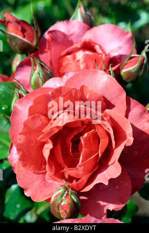 ROSA HOT CHOCOLATE SYN WEKPALTEZ Stock Photo