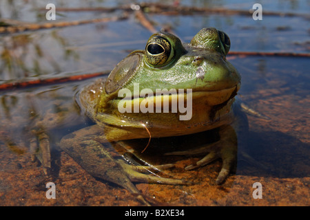 A Male Bullfrog in Ontario, Canada Stock Photo