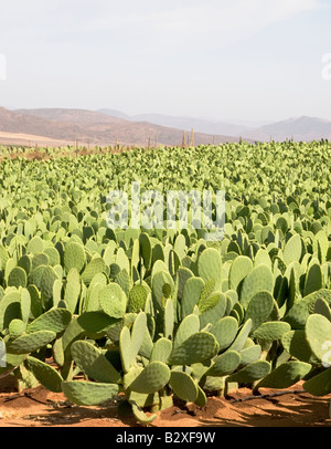 cactus in cultivation Baja California, Mexico Stock Photo