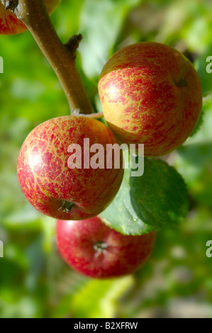 Faxton Fortune red apples on the tree Stock Photo