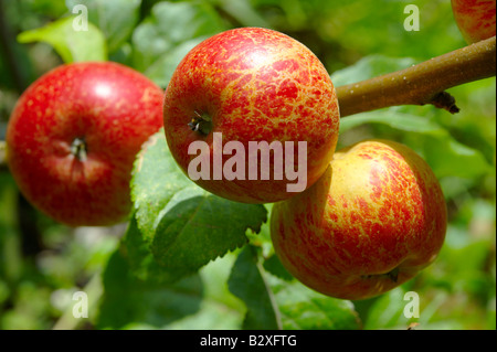 Faxton Fortune red apples on the tree Stock Photo