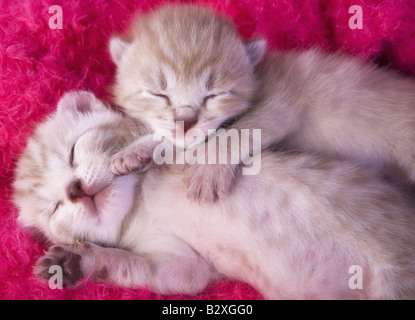Two kittens sleeping on pink background Stock Photo