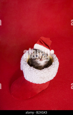 Cute Christmas kitten in Santa boot wearing Santa hat on red background Stock Photo