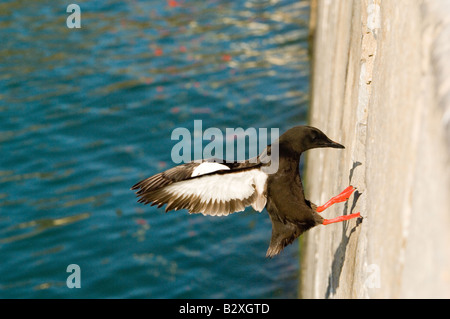 Black guillemot, Cepphus grylle, flying into harbour wall Stock Photo