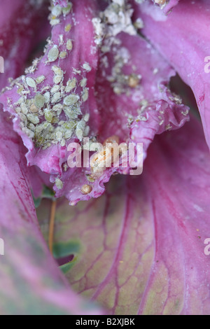 HOVERFLY LARVA FEEDING ON CABBAGE APHIDS Stock Photo