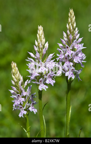 Common Spotted orchid (Dactylorhiza fuchsii) flower spikes North Yorkshire England UK Europe June Stock Photo
