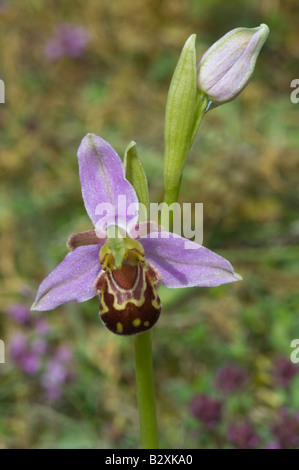 Bee Orchid (Ophrys apifera) flowers on chalk Wharram Quarry Nature Reserve North Yorkshire England UK Europe June Stock Photo
