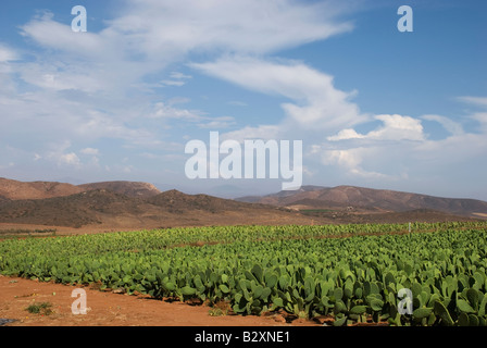 cactus in cultivation Baja California, Mexico Stock Photo