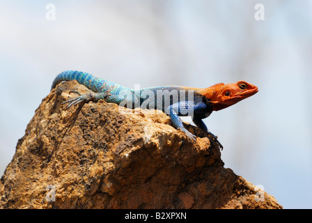 coloured male Rock Agama, chisel teeth lizard, Agama agama, KENYA Africa Stock Photo