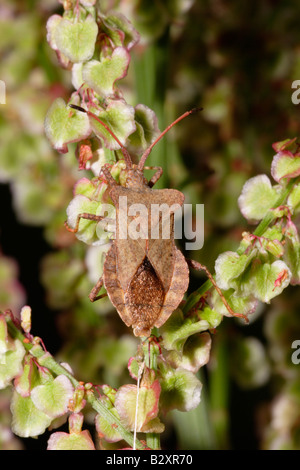 Dock bug Coreus marginatus Coreidae on common sorrel fruits UK Stock Photo