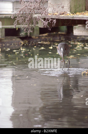 The Great Blue Heron catches fish fishing in Lake Union Seattle Washington North America sequence of photos Stock Photo