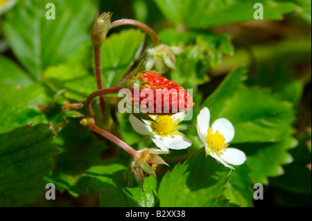 Wild strawberry and wild strawberry flower on a strawberry plant growing  in a garden Stock Photo