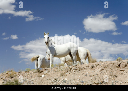 Family of five white horses in desert area on Route 162 between Montezuma Creek and Aneth, Utah Stock Photo
